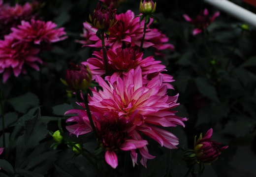 DSD 9822