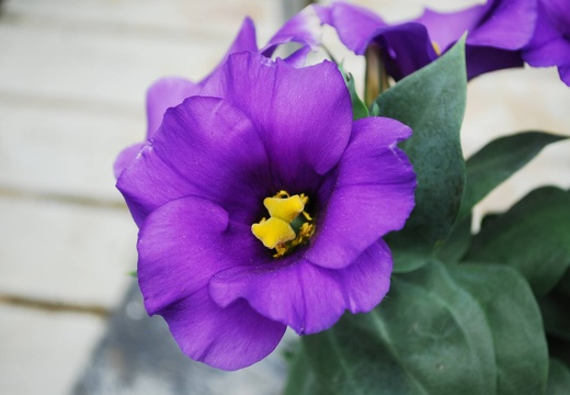 DSD 9823