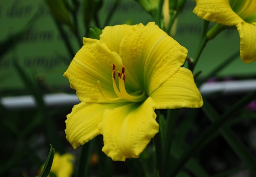 DSD 9825