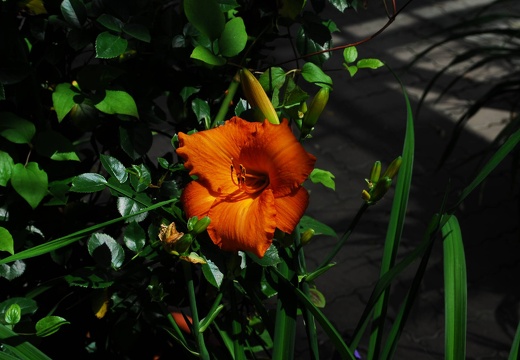 DSD 9830