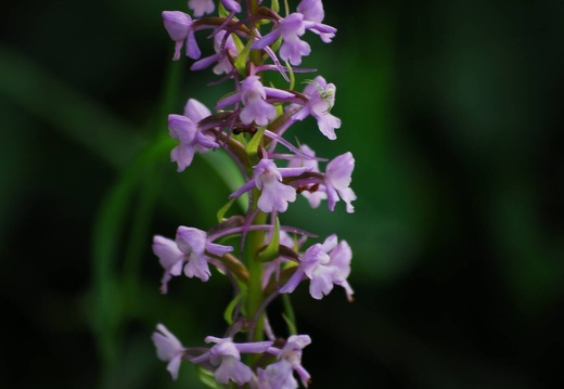 DSD 9858