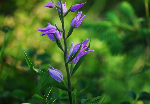 DSD 9862