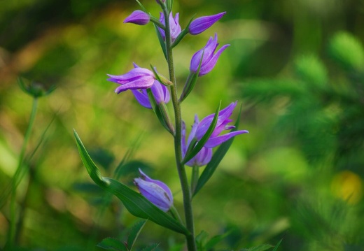 DSD 9863