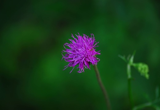 DSD 9864