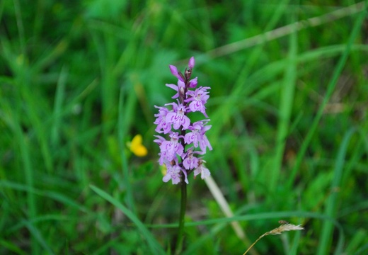 DSD 9877