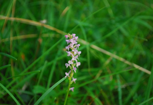 DSD 9879