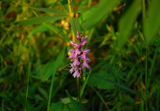 DSD 9882