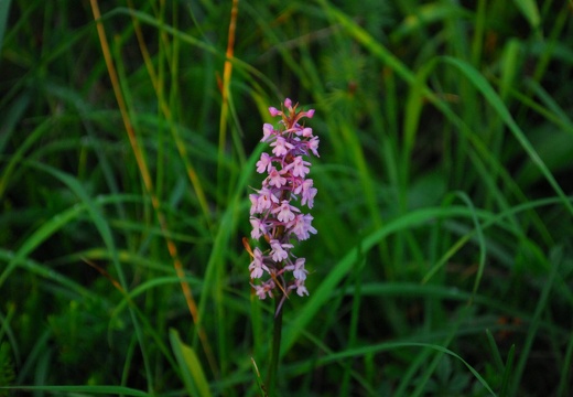 DSD 9884