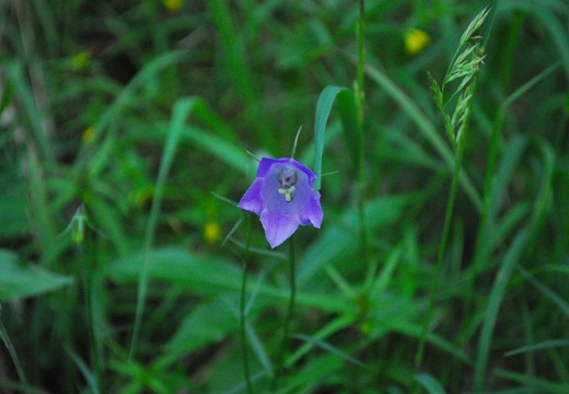 DSD 9885