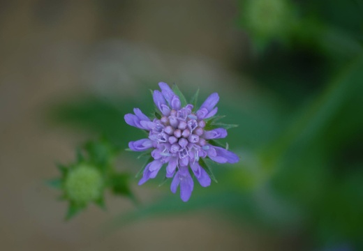 DSD 9931