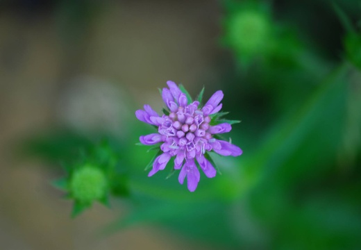 DSD 9932