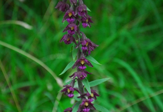 DSE 0158